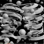Bond of Union-Escher